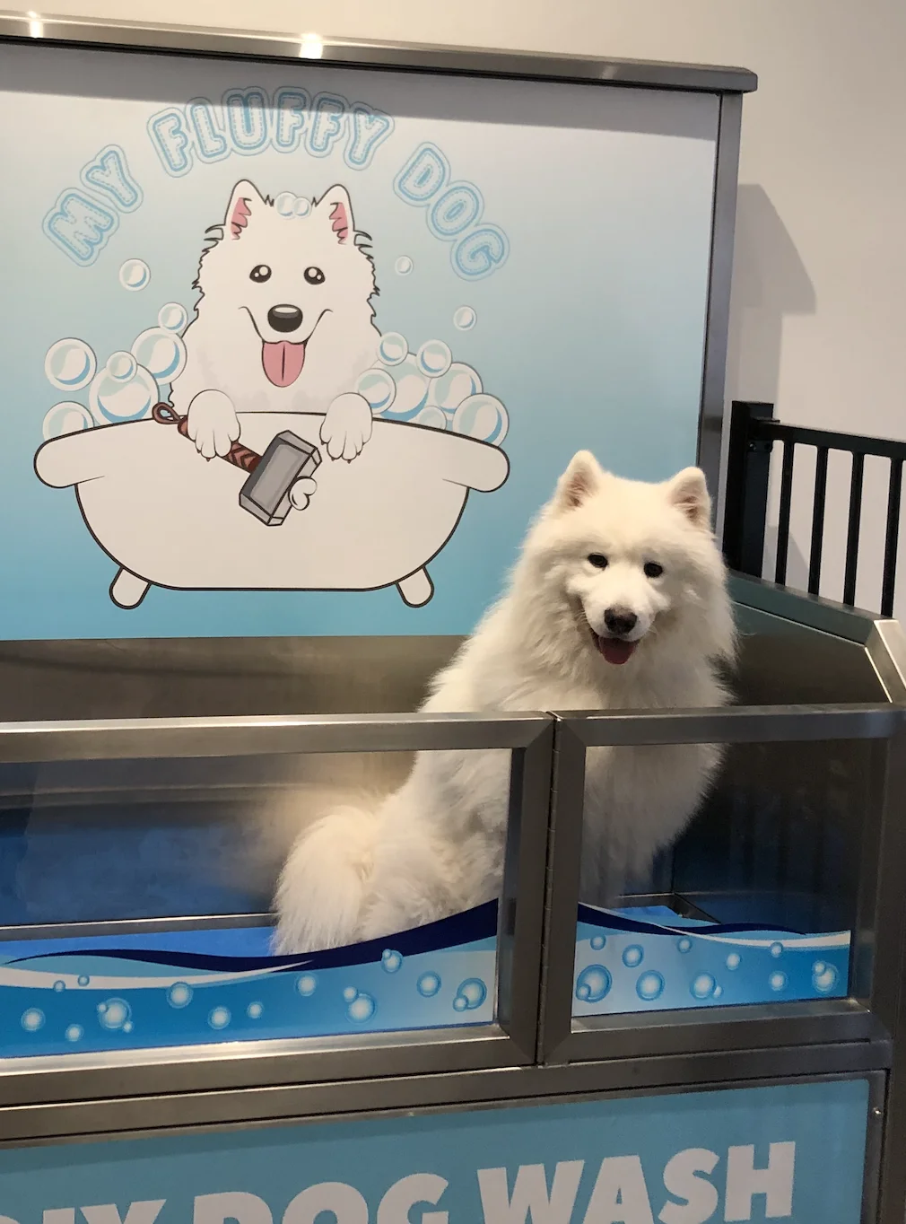 A freshly groomed fluffy white Samoyed at My Fluffy Dog Richmond